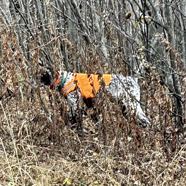 Woodcock hunting in New Hampshire