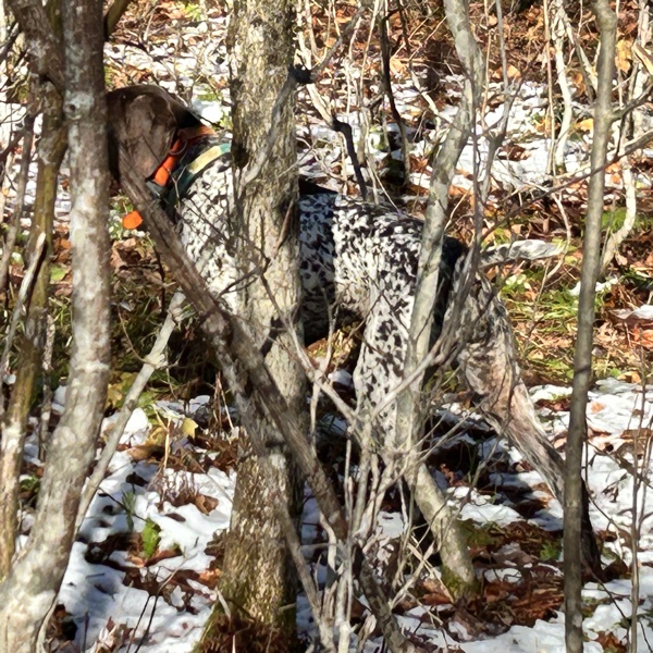 Frost Fire Guide Service woodcock hunts