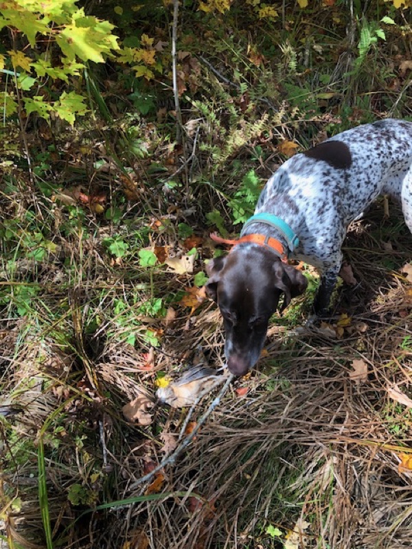 Millie's woodcock got us on the scoreboard this year.