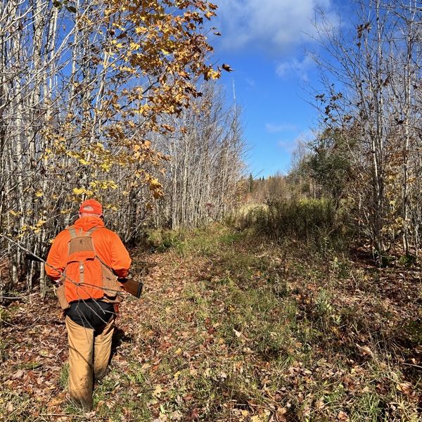 Grouse hunting in New Hampshire