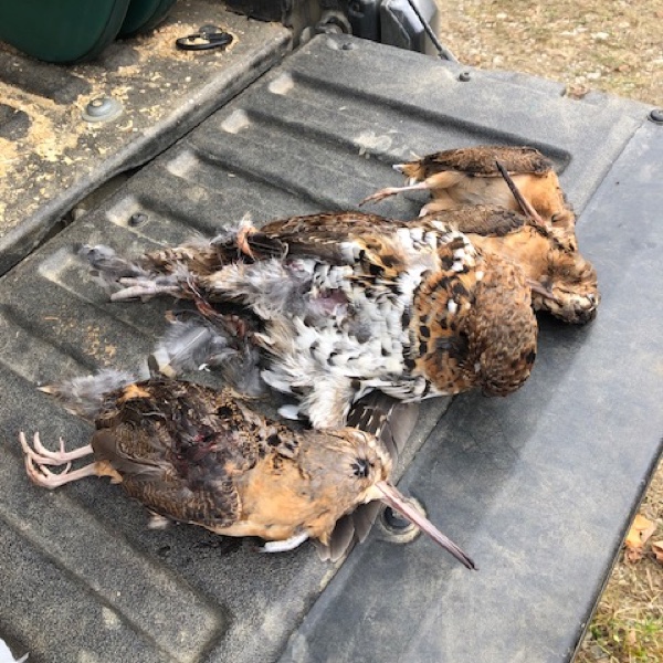 Ruffed grouse hunting in New Hampshire