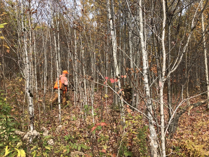 Grouse hunting in NH