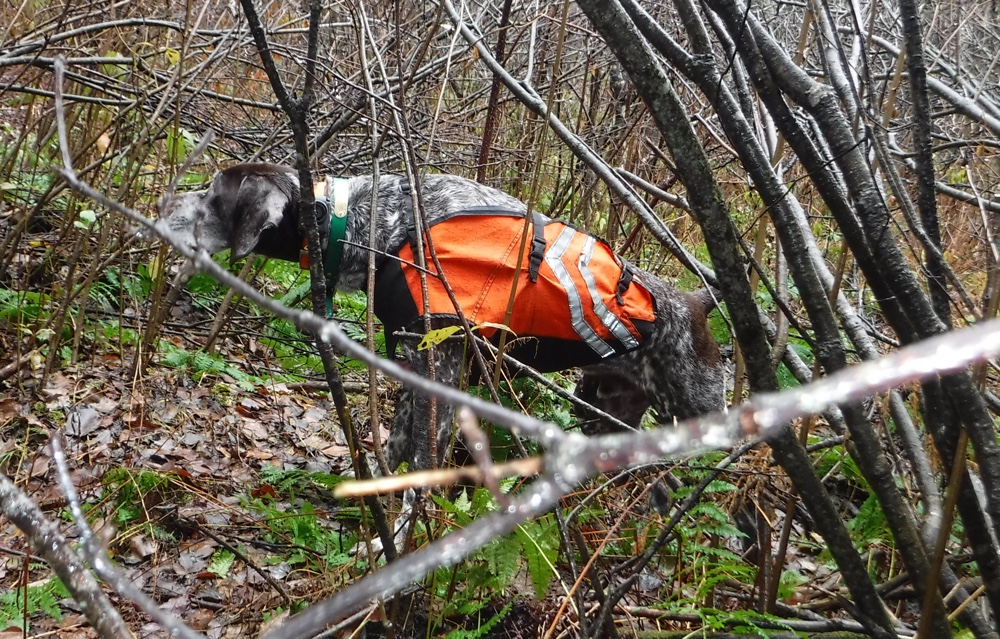 Monty locks down a grouse in northern VT