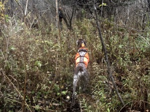 Grouse hunting safety tips