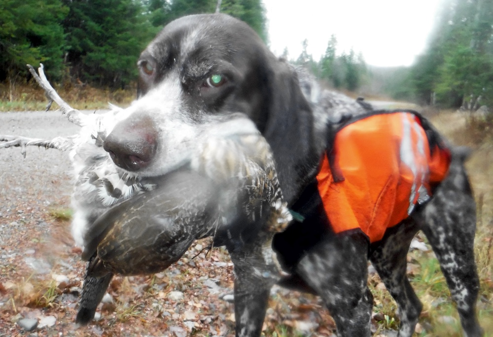 Monty retrieves yet another ruffed grouse in Vermont