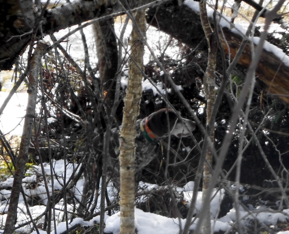 Northern NH grouse hunting