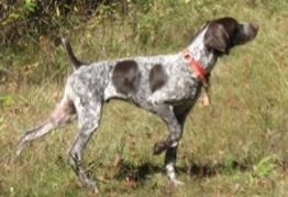 Grouse points can be distinctive, according to the dog