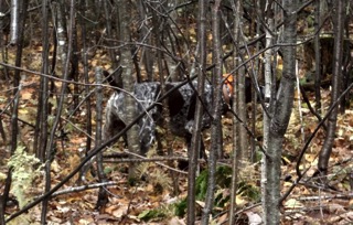 Will our bird dogs be on point this fall