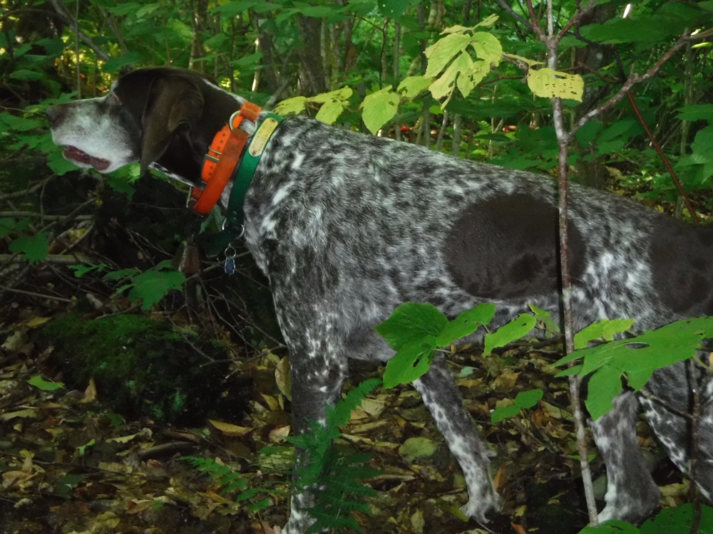 German shorthaired pointer woodcock hunting in NH