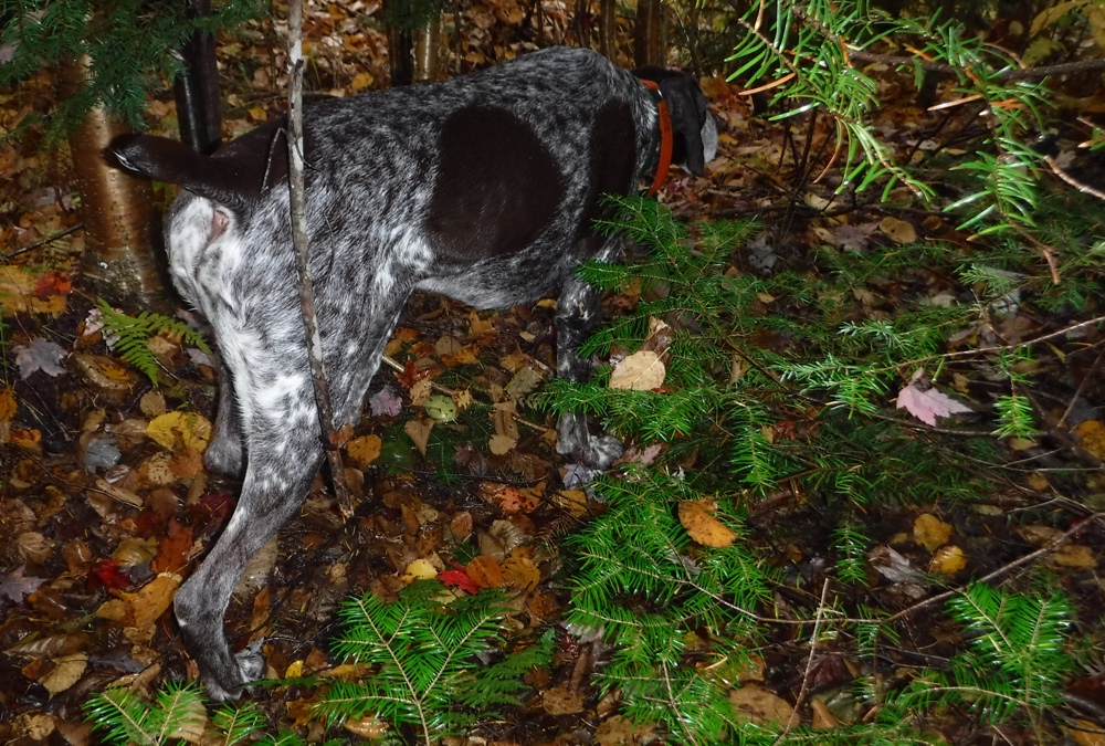 Grouse hunting in NH