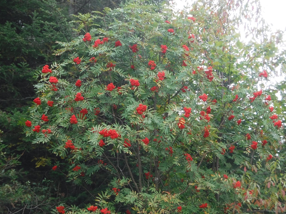 Mountain Ash is plentiful this year