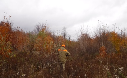 Ruffed grouse cover