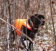 We're all waiting for the grouse hunting season to start