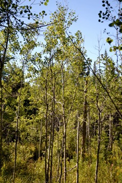 A stand of poplars - what we're looking for in the grouse woods