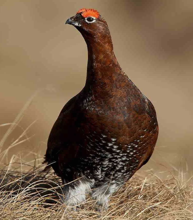 Red grouse