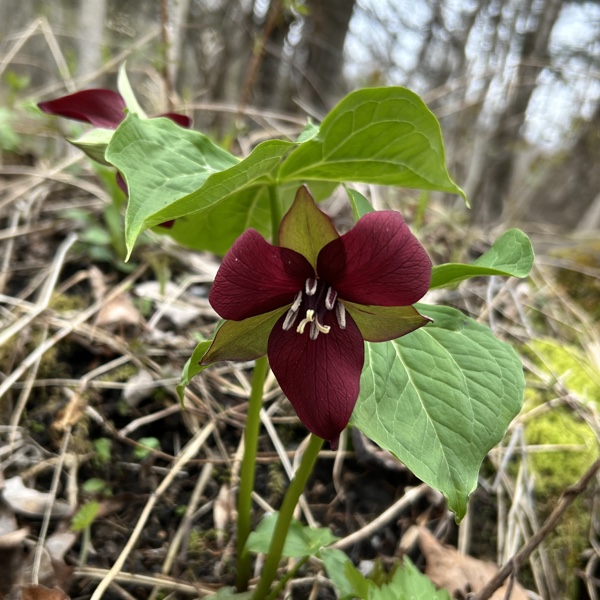 Spring in the northern New England turkey woods