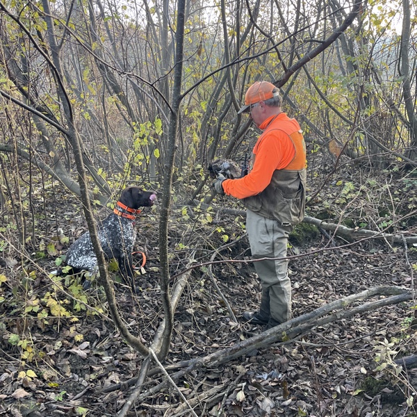 Ruffed grouse hunting in northern New Hampshire