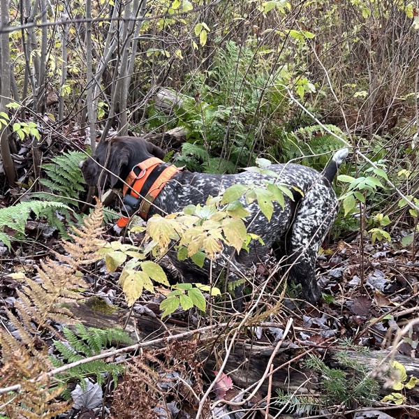 Ruffed grouse hunting in New Hampshire