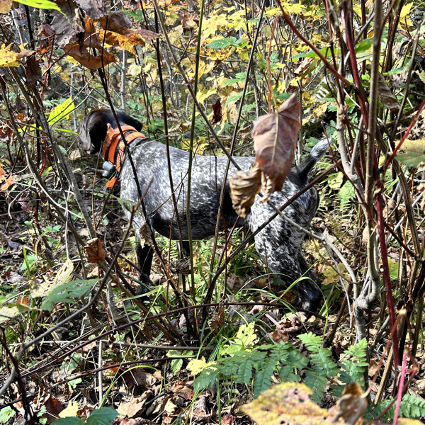 Rocky points a crippled grouse