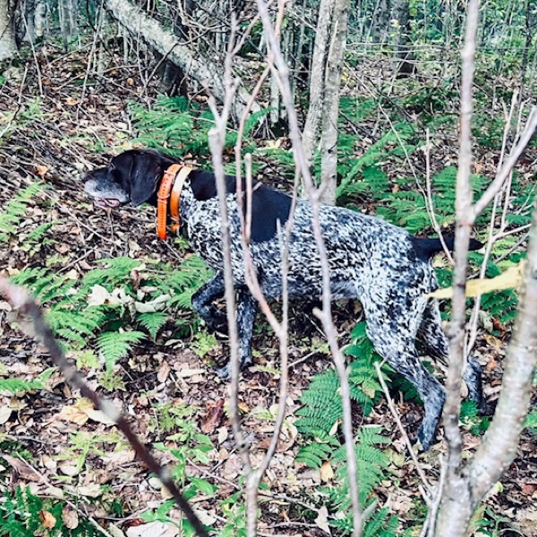 Woodcock hunting in Vermont