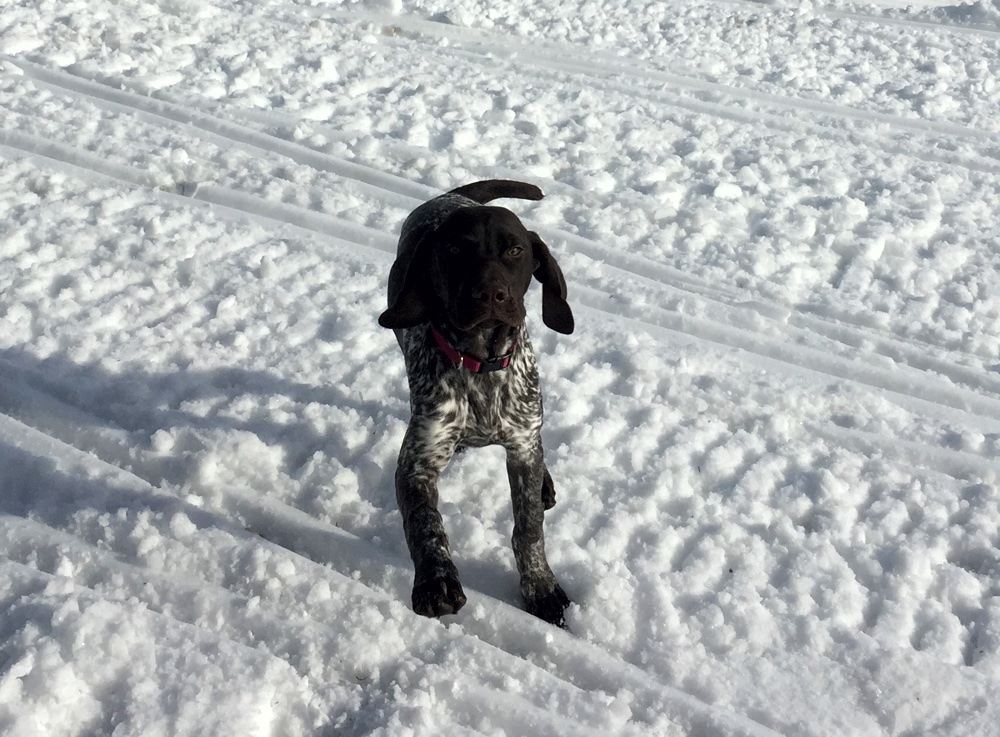 Rosie joins the grouse hunting crew