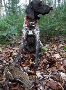 Rosie's first Vermont ruffed grouse