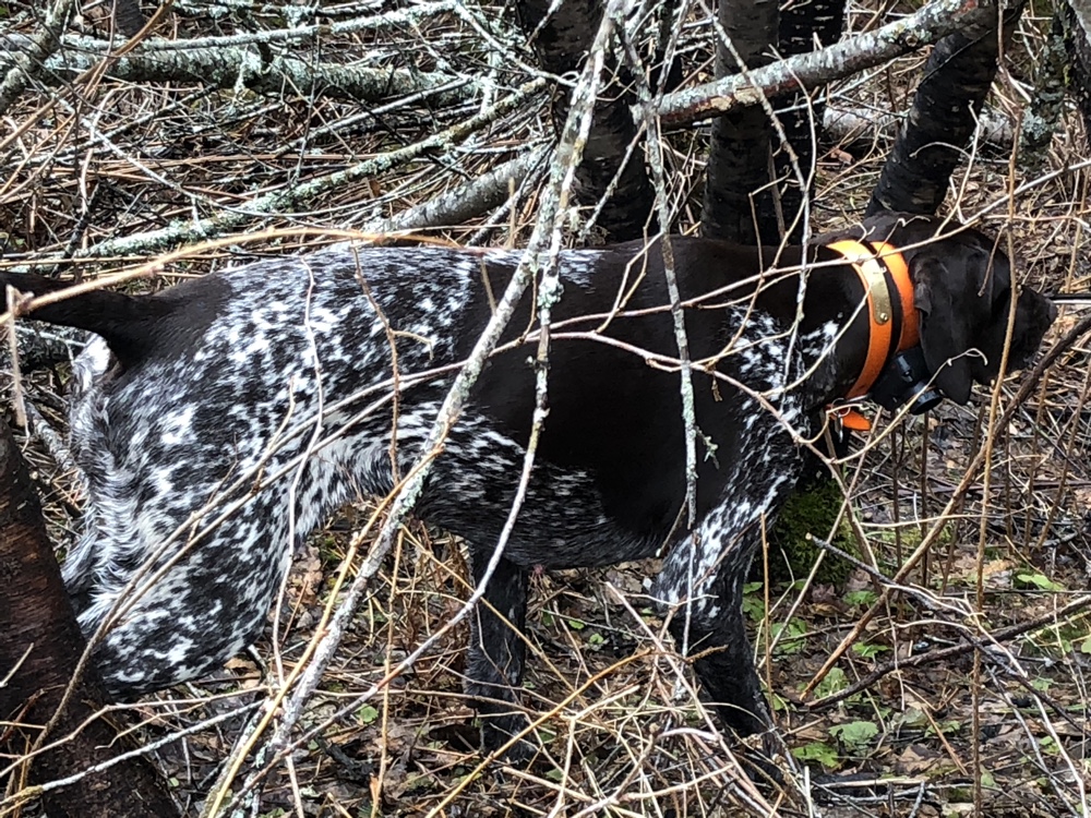 GSP Pointing a ruffed grouse