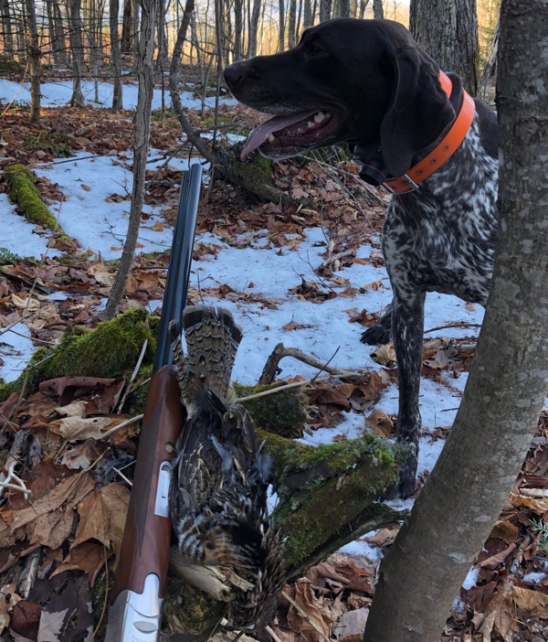 Grouse hunting in New Hampshire