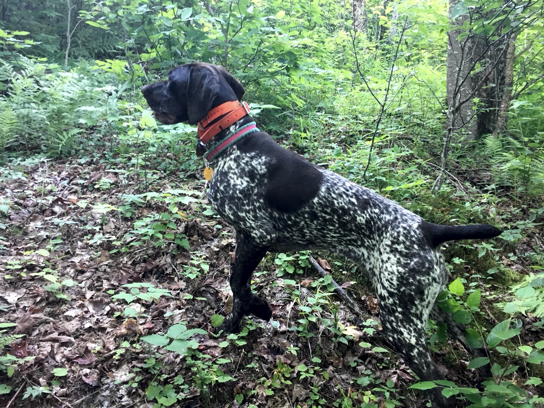 Rosie points a grouse on a summer training run