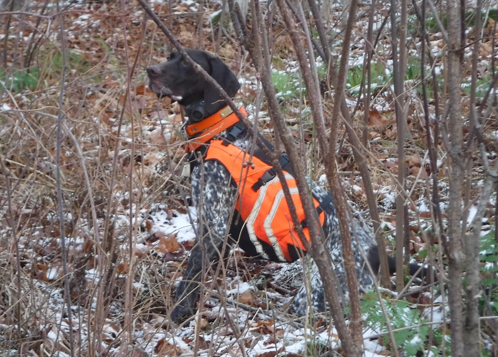 German shorthaired pointer grouse hunting