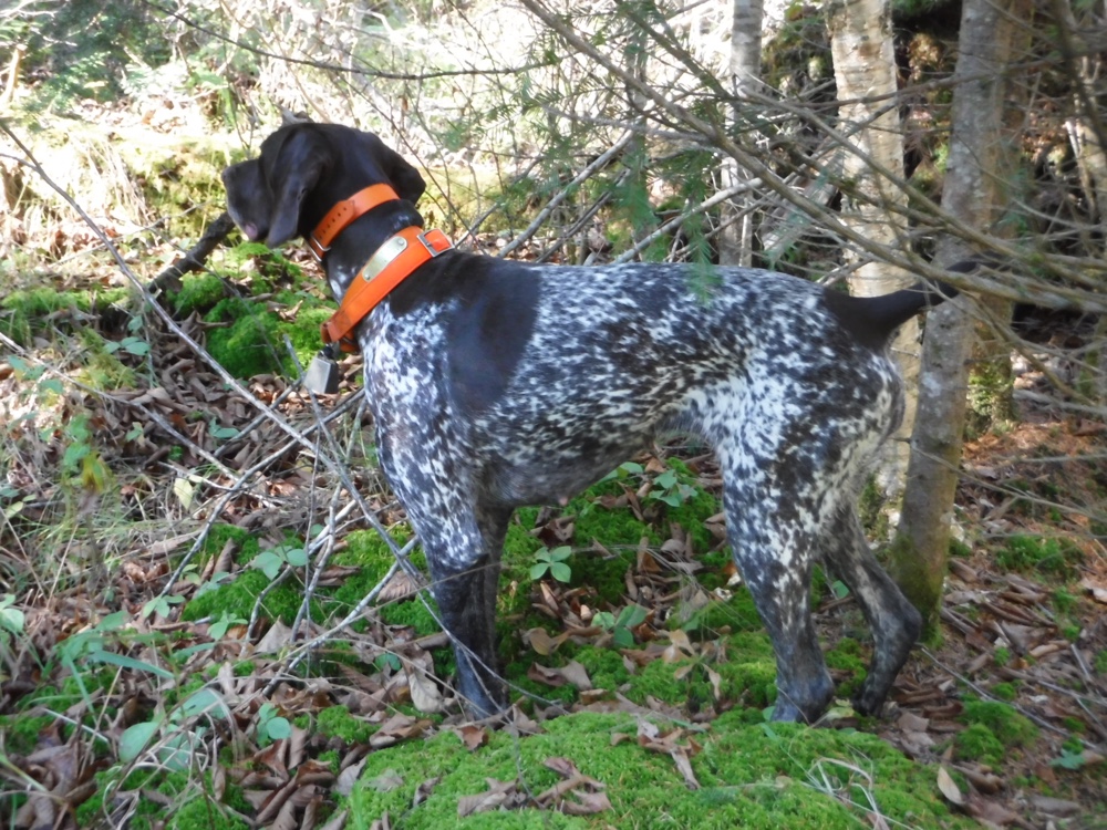 Grouse hunting in northern NH