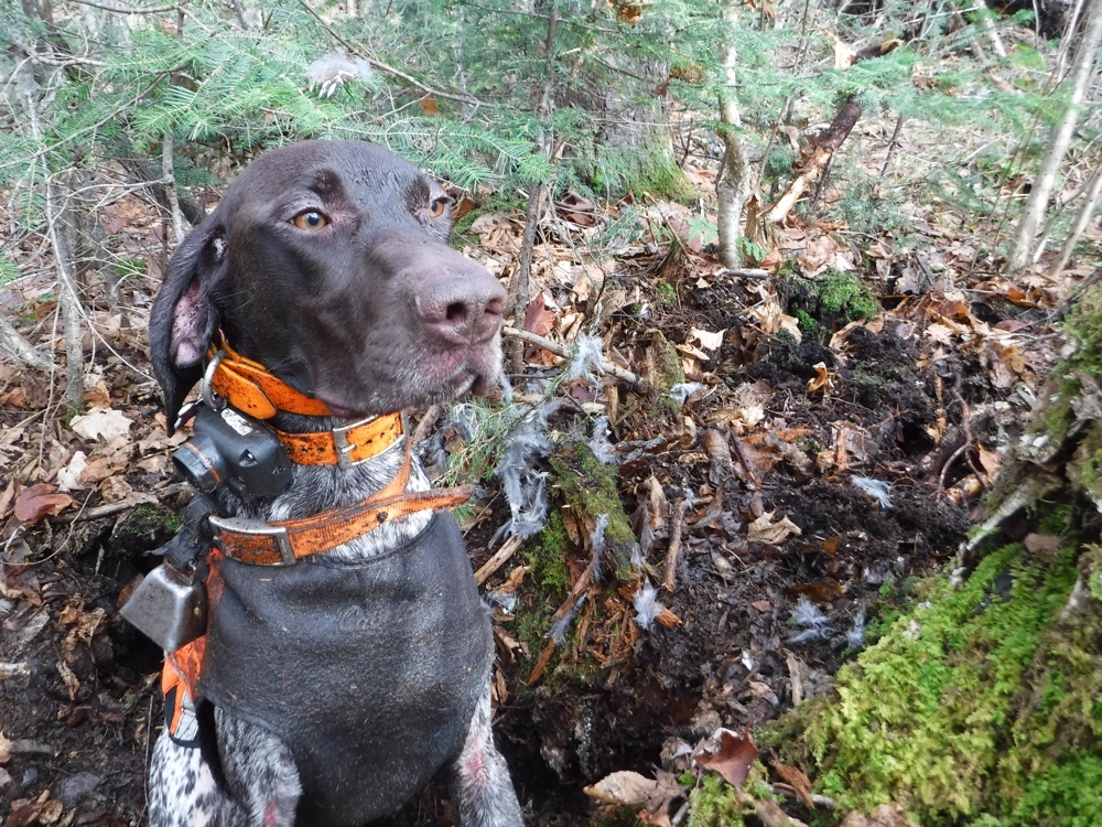 Rosie retrieves a Vermont ruffed grouse