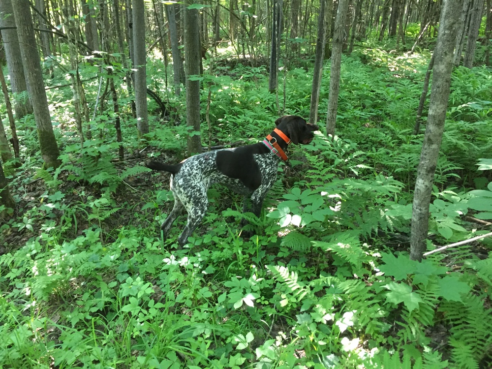 Rosie points a grouse in northern Vermont