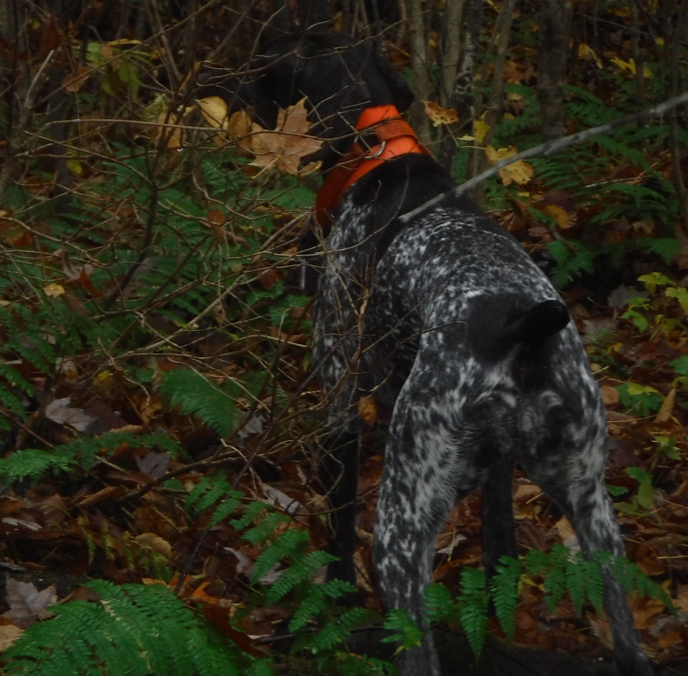 Rosie points a woodcock in northern NH