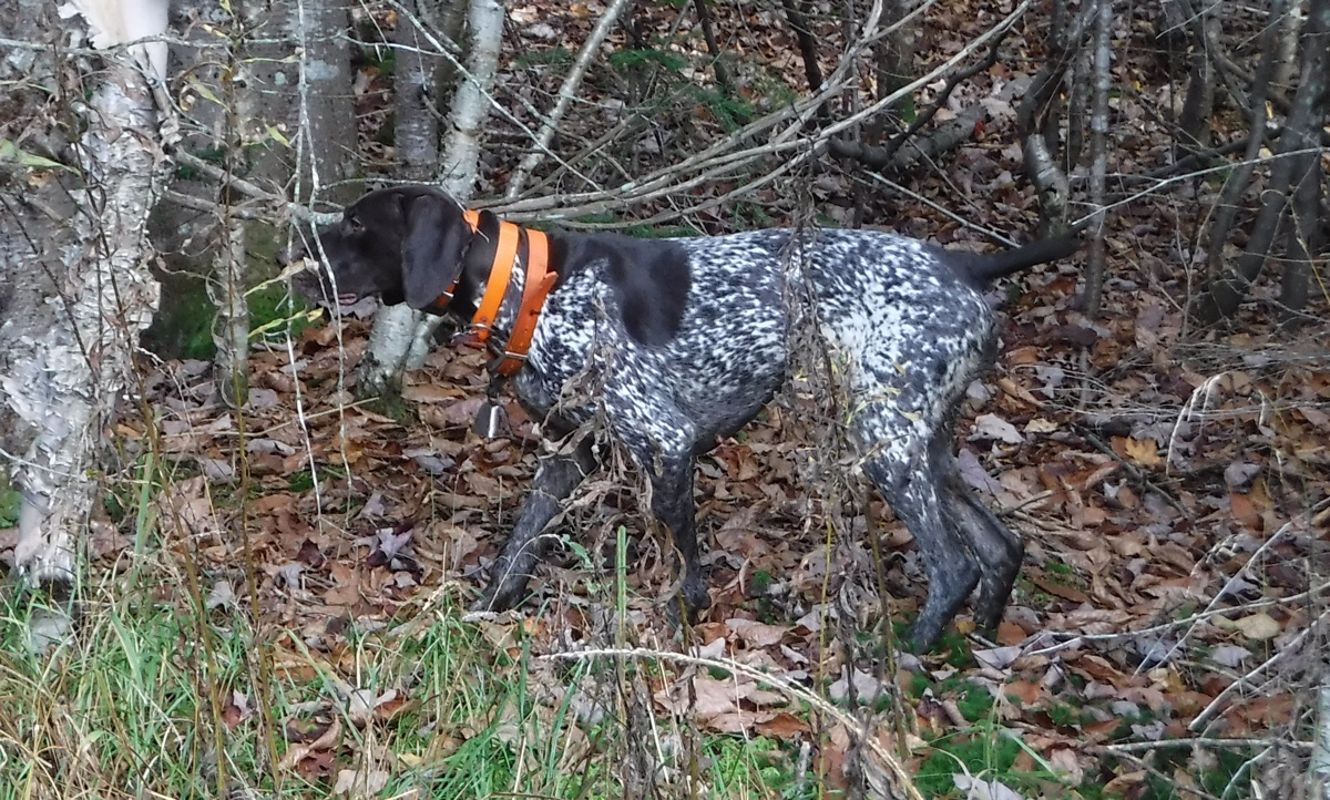 Rosie points a grouse in northern NH