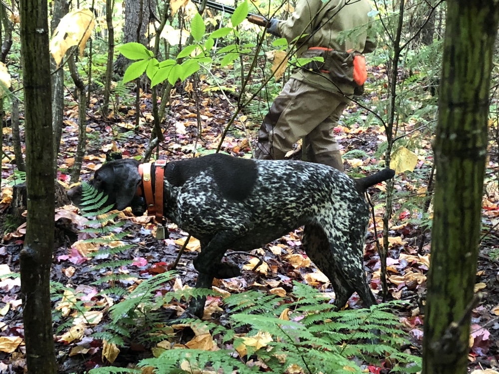 German Shorthaired Pointer grouse hunting in NH