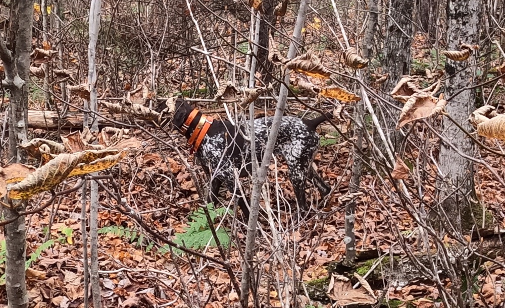 Rosie has had a good start to her fourth grouse hunting season