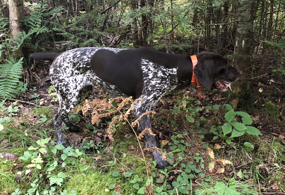 German Shorthaired Pointer on point