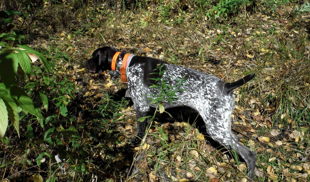 Rosie points a dead woodcock