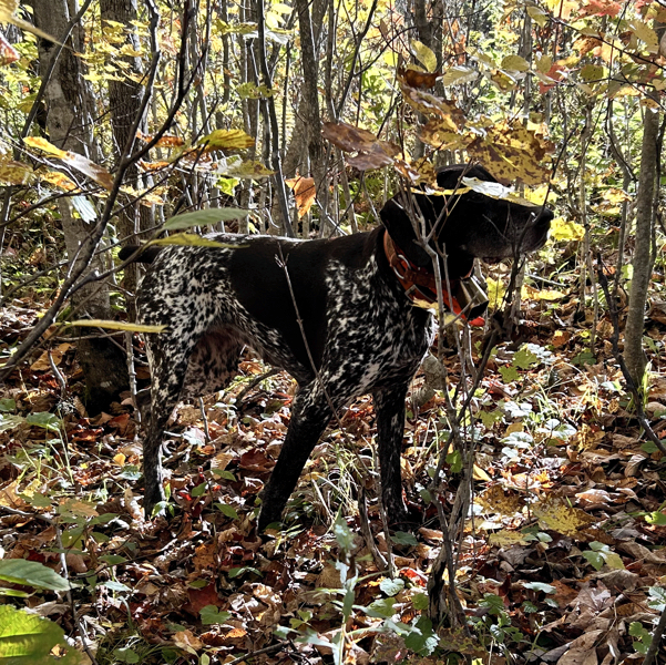 Northern Vermont woodcock hunting