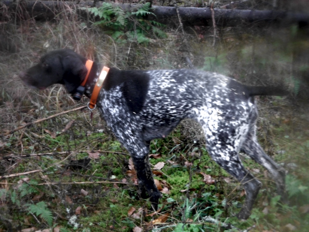 Grouse hunting in NH