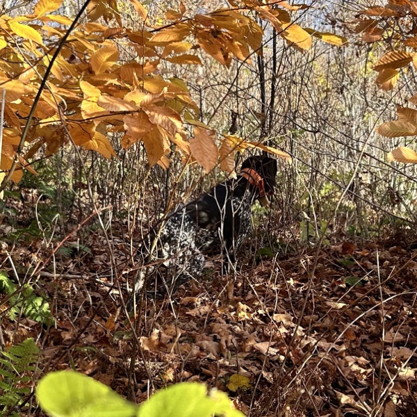 Frost Fire Guide Service ruffed grouse hunting