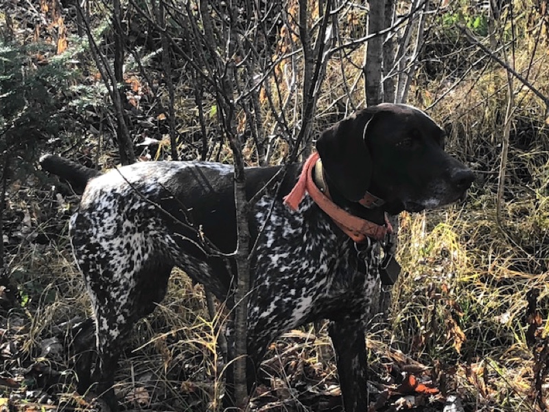 German shorthaired pointer pointing a woodcock.