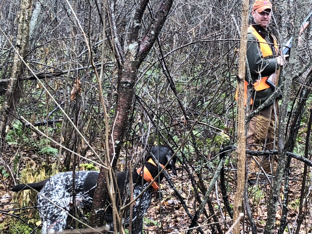 Grouse hunting in northern Vermont