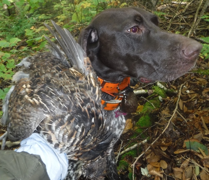 Rosie with her first Vermont grouse of the season