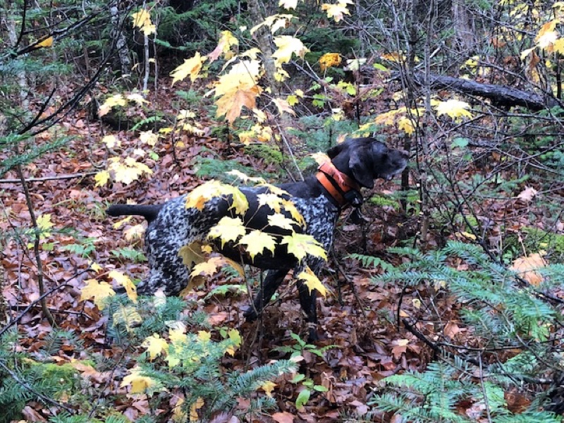 Ruffed grouse hunting in northern New Hampshire
