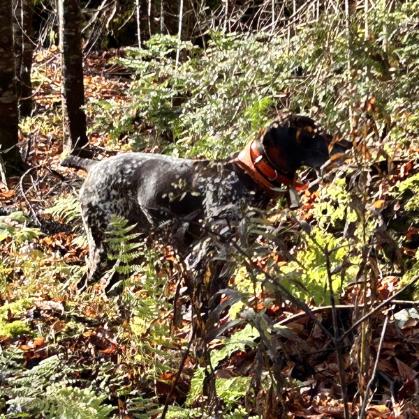 Ruffed grouse hunting in northern New Hampshire