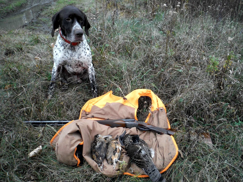 Bode had a good day in Vermont grouse and woodcock hunting