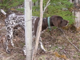 NH grouse hunting