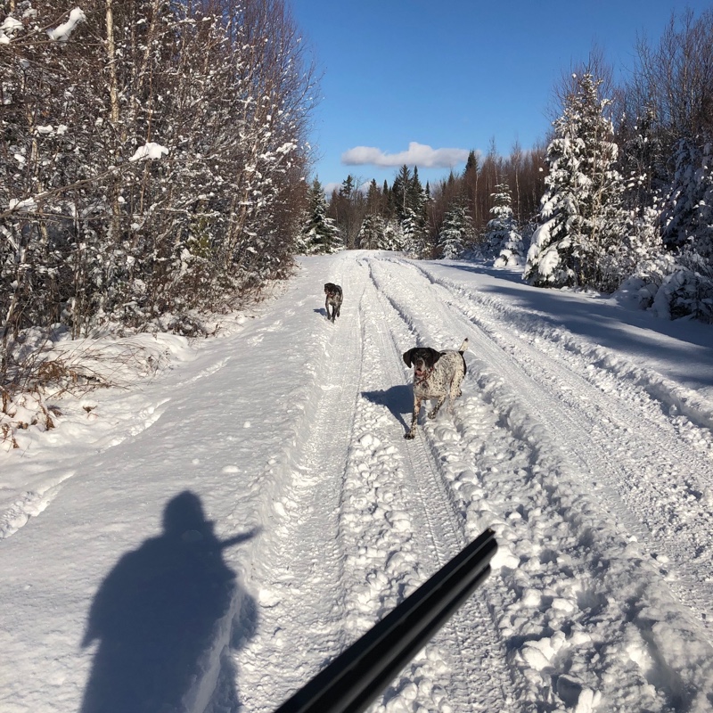 Winter grouse hunting in Vermont